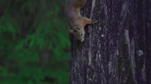 The red squirrel in the tree looks around and then runs away. The squirrel has Видео 131633984