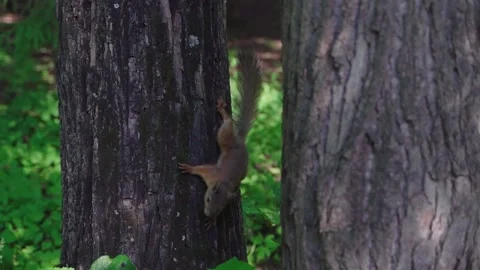 The red squirrel in the tree looks around and then runs away. The squirrel has Stock Footage 131913045