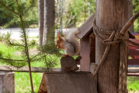 A red squirrel on a tree nibbles nuts in a nearby Park in Saint Petersburg. Stock Photos