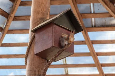 A red squirrel on a tree nibbles nuts in a nearby Park in Saint Petersburg. Stock Photos