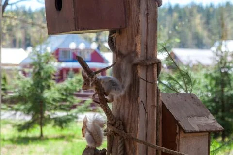 A red squirrel on a tree nibbles nuts in a nearby Park in Saint Petersburg. Stock Photos