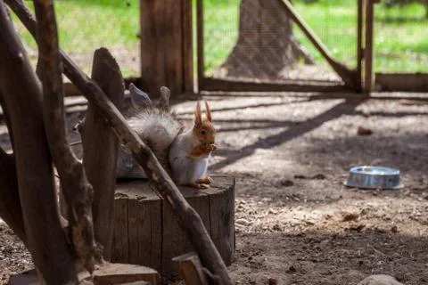 A red squirrel on a tree nibbles nuts in a nearby Park in Saint Petersburg. Stock Photos