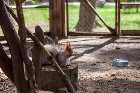 A red squirrel on a tree nibbles nuts in a nearby Park in Saint Petersburg. Stock Photos