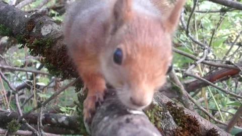 Red Squirrel in tree in Norway runs towards the wild camera Stock Footage 140687566