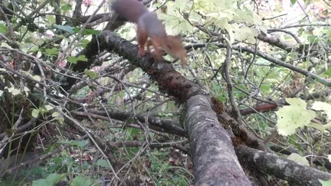 Red Squirrel in tree in Norway, wild camera, viltkamera, Stock Footage 140686950