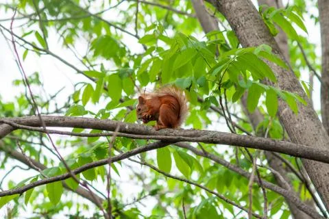 Red squirrel on a tree with a nut in its paws Stock Photos