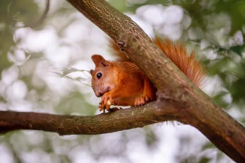 Red squirrel on a tree in the park eating nuts. Squirrel in the wild. Stock Photos