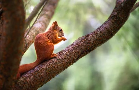 Red squirrel on a tree in the park eating nuts. Squirrel in the wild. Stock Photos