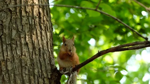 Red squirrel on tree in park, in a natural environment. Vídeos de archivo 136440932