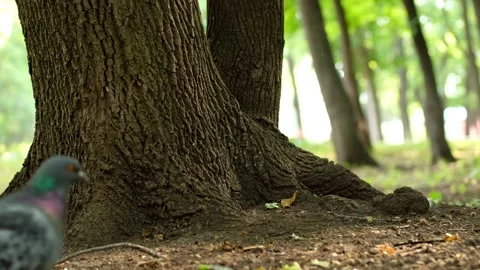 Red squirrel on tree in park, in a natural environment. Stock Footage 136440948