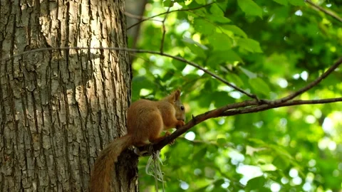 Red squirrel on tree in park, in a natural environment. Stock Footage 138626497