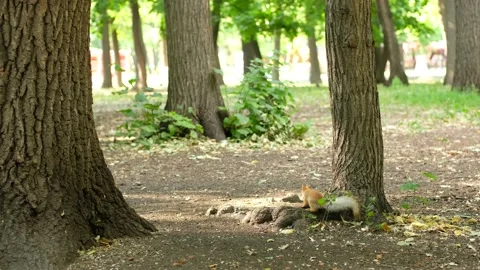Red squirrel on tree in park, in a natural environment. Stock Footage 138626577