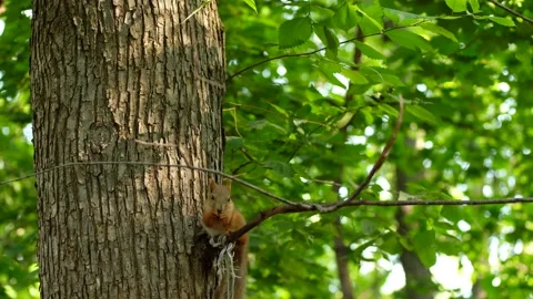 Red squirrel on tree in park, in a natural environment. Stock Footage 138626977
