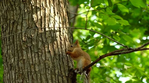 Red squirrel on tree in park, in a natural environment. Stock Footage 139029266