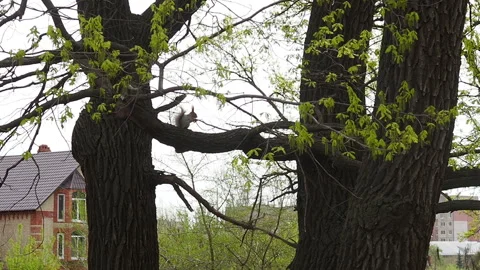 Red squirrel on tree in park, in a natural environment Video stock 154370979