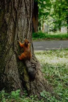Red squirrel on a tree in the park Stock Photos
