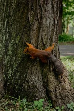Red squirrel on a tree in the park Stock Photos