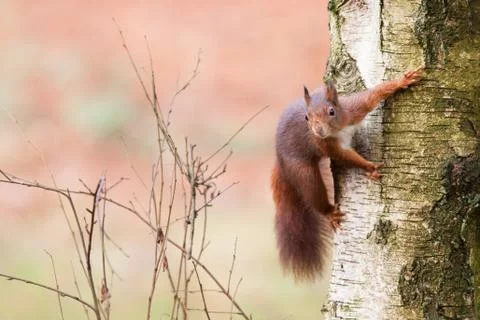 Red squirrel in a tree Stock Photos