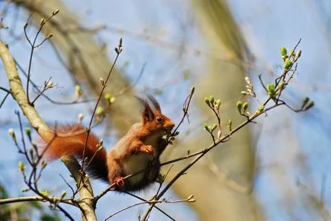 Red squirrel in a tree Stock Photos