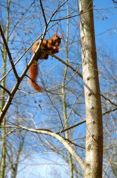 Red squirrel in a tree Stock Photos