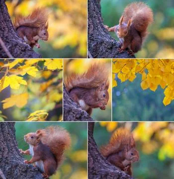 Red squirrel in tree Stock Photos
