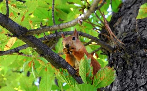 Red squirrel on a tree Stock Photos