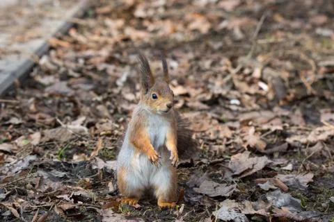 Red squirrel on a tree Stock Photos