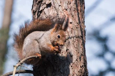 Red squirrel on a tree Stock Photos