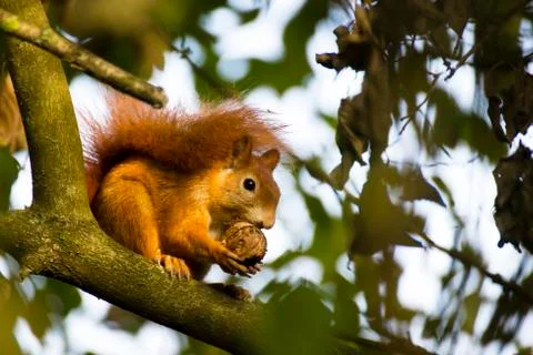 Red squirrel in a tree Stock Photos