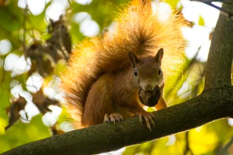 Red squirrel in a tree Stock Photos