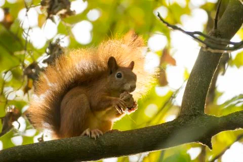 Red squirrel in a tree Stock Photos