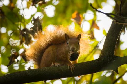 Red squirrel in a tree Stock Photos