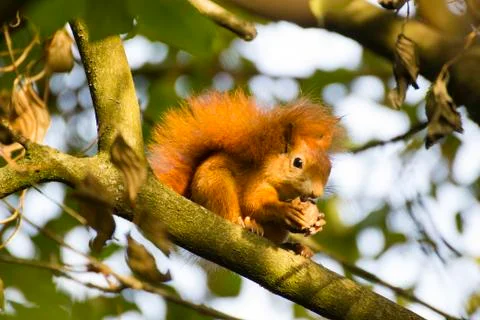 Red squirrel in a tree Stock Photos