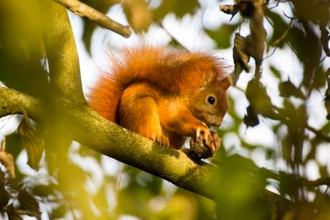 Red squirrel in a tree Stock Photos