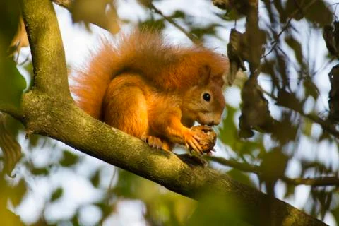 Red squirrel in a tree Stock Photos