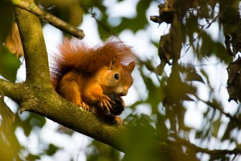 Red squirrel in a tree Stock Photos