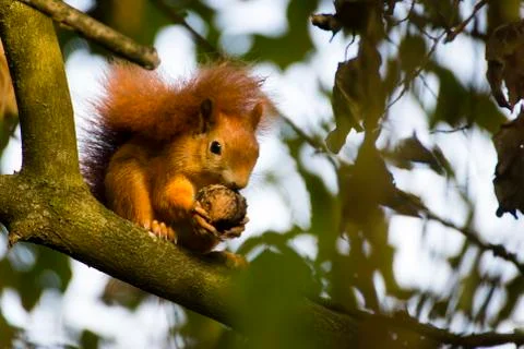 Red squirrel in a tree Stock Photos