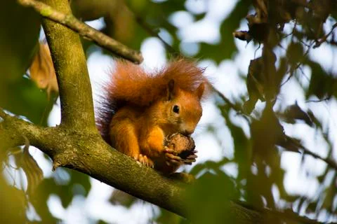 Red squirrel in a tree Stock Photos