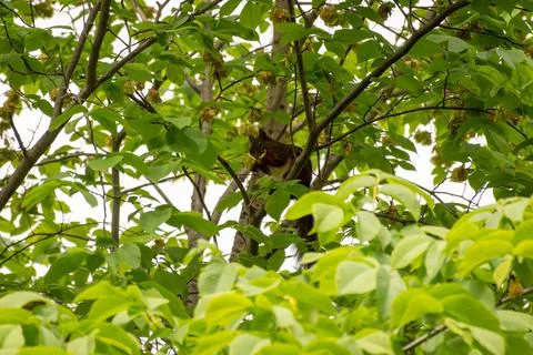 Red squirrel on a tree Stock Photos