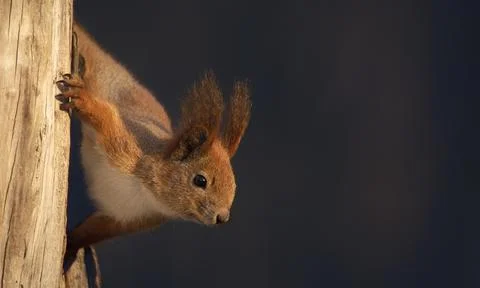 Red squirrel on a tree. Selective focus close-up Stock Photos