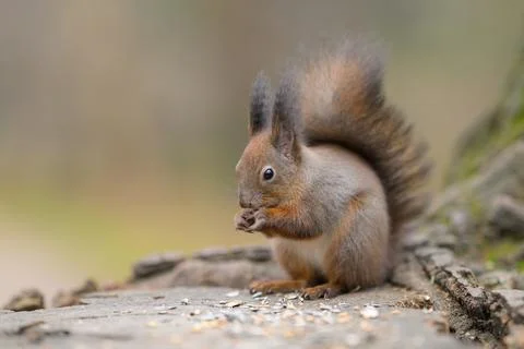A Red Squirrel on a tree stump eating Stock Photos