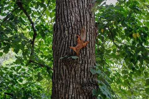 Red squirrel on a tree trunk in a green forest Stock Photos