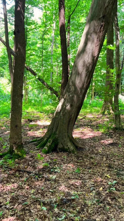 A red squirrel on a tree trunk. Sun rays through green leaves of trees. Stock Footage 317410124