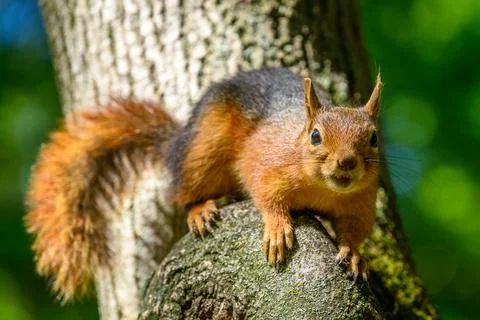 Red Squirrel on Tree Trunk in Sunlit Forest Stock Photos