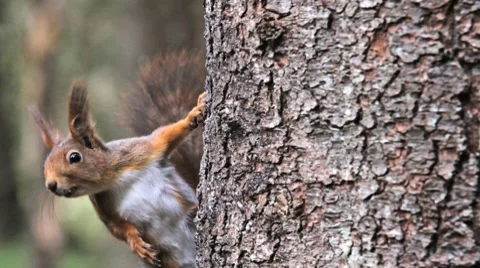 Red Squirrel in tree, zoom out sequence, with audio! Stock Footage