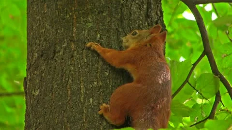 Red squirrel on a trunk the tree is large Stock Footage 11446569