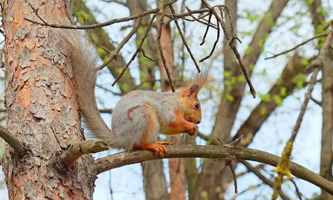 A red squirrel with tufted ears sits on a tree branch. Stock Photos