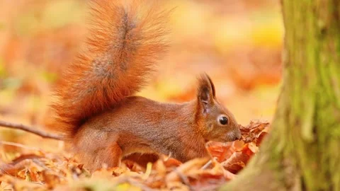 A red squirrel very funny burying a nut in the leaves Stock Footage 278534572