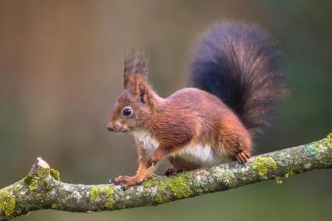 Red squirrel walking on branch Stock Photos