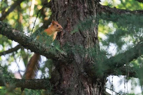 Red Squirrel Walking The Pine Tree Branch Foto stock